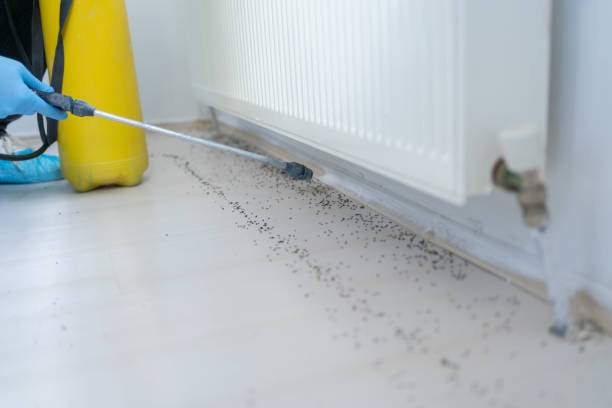 Best Wasp Removal Services  in Cedar Hill, MO